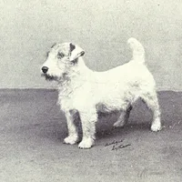 Sealyham Terrier, picture 5 of 8
