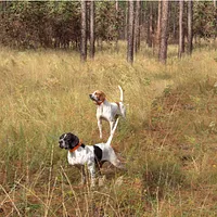 Pointer, picture 7 of 8