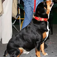 Entlebucher Mountain Dog