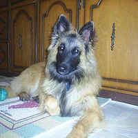 Belgian Laekenois