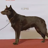 Australian Kelpie