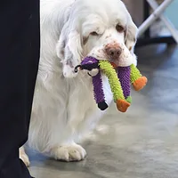 Clumber Spaniel