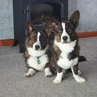 Cardigan Welsh Corgi