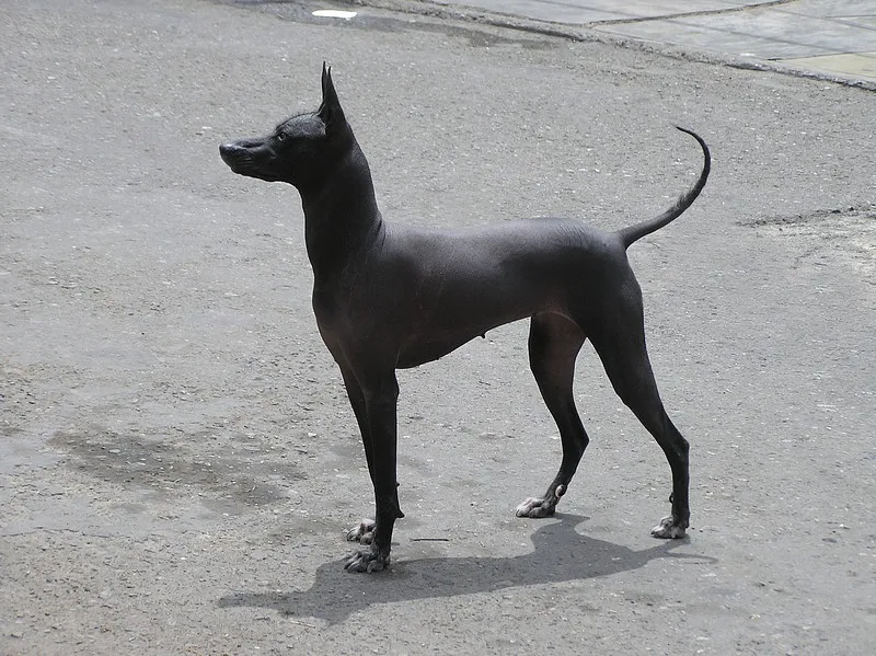 Peruvian Inca Orchid dog, photographed by Hookery=Yuri Hooker