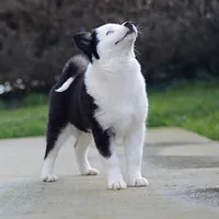 Yakutian Laika