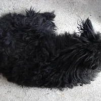 Croatian Sheepdog