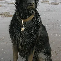 Flat-Coated Retriever, picture 5 of 9