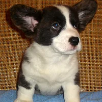 Cardigan Welsh Corgi, picture 7 of 10
