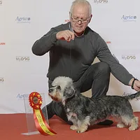Dandie Dinmont Terrier
