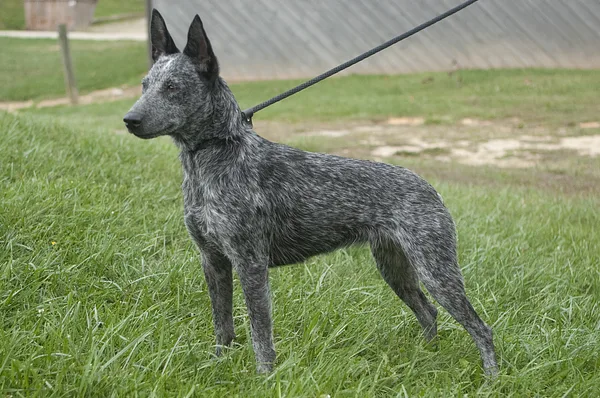 A Australian Stumpy Tail Cattle Dog