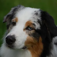 Australian Shepherd, picture 2 of 10