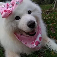 Samoyed, picture 7 of 7