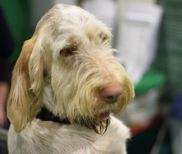 A Spinone Italiano