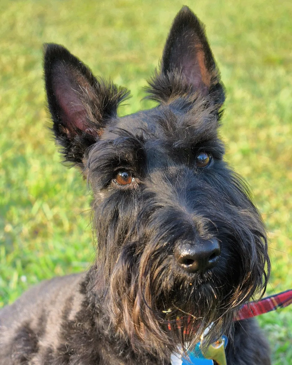 Cesky Terrier dog, photographed by Elise Carroll