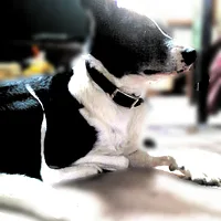 Collie, picture 6 of 7