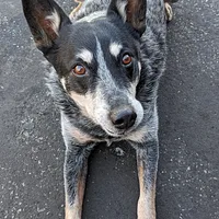 Australian Cattle Dog