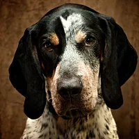 Bluetick Coonhound