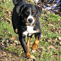 Appenzeller Sennenhund, picture 9 of 10