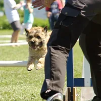Cairn Terrier