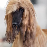 Afghan Hound
