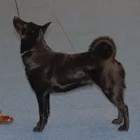 Norwegian Elkhound, picture 7 of 10