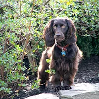 A Boykin Spaniel dog