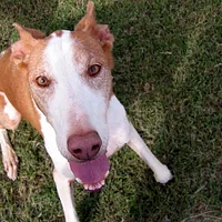 Ibizan Hound, picture 6 of 9
