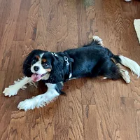 Cavalier King Charles Spaniel, picture 5 of 8