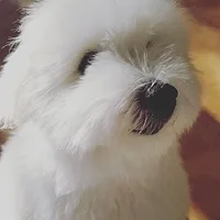 Coton de Tulear