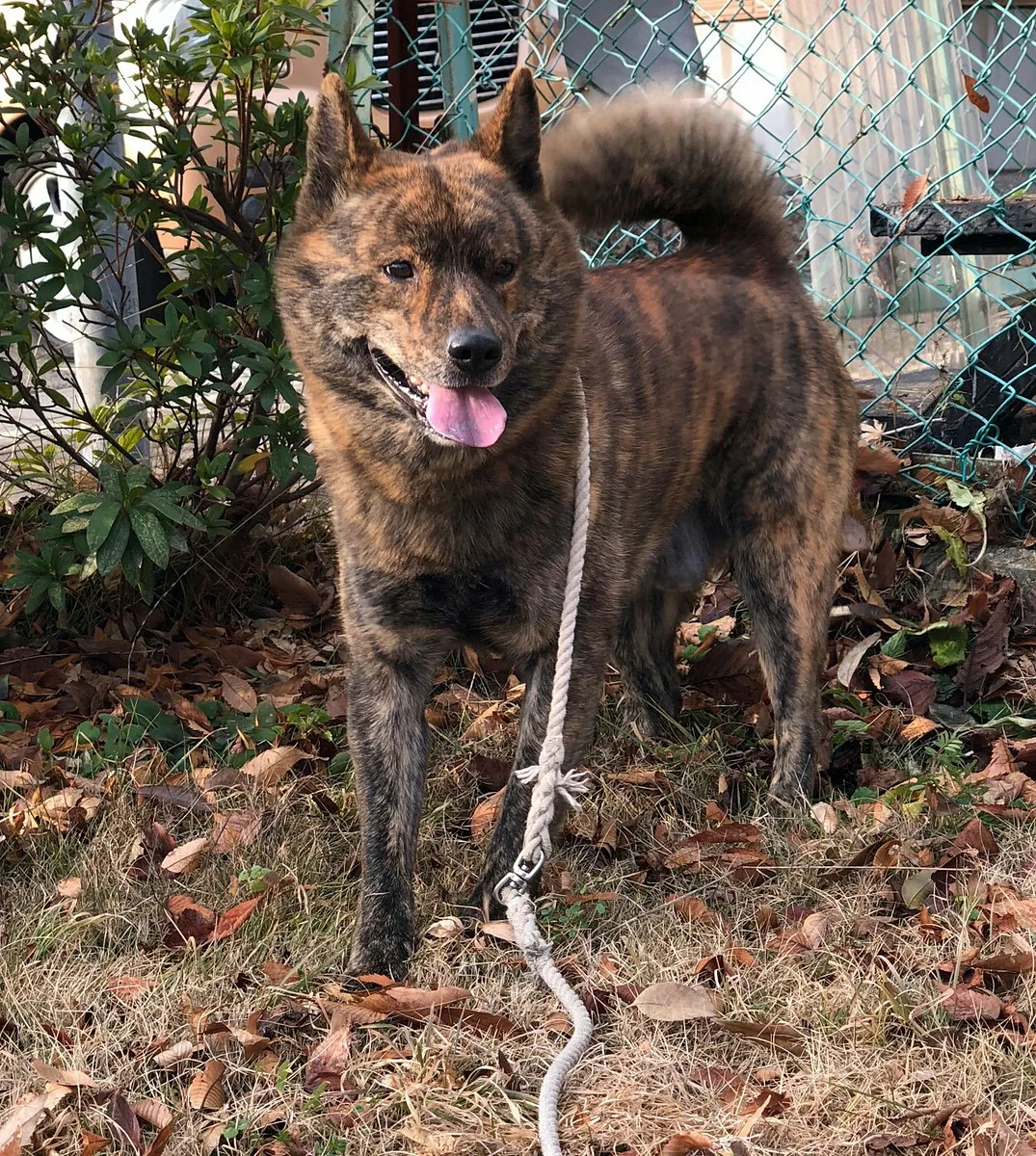 Kai Ken dog, photographed by Kei87c1