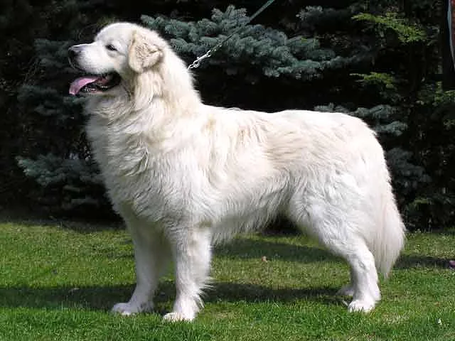Slovensky Cuvac dog, photographed by an unknown author