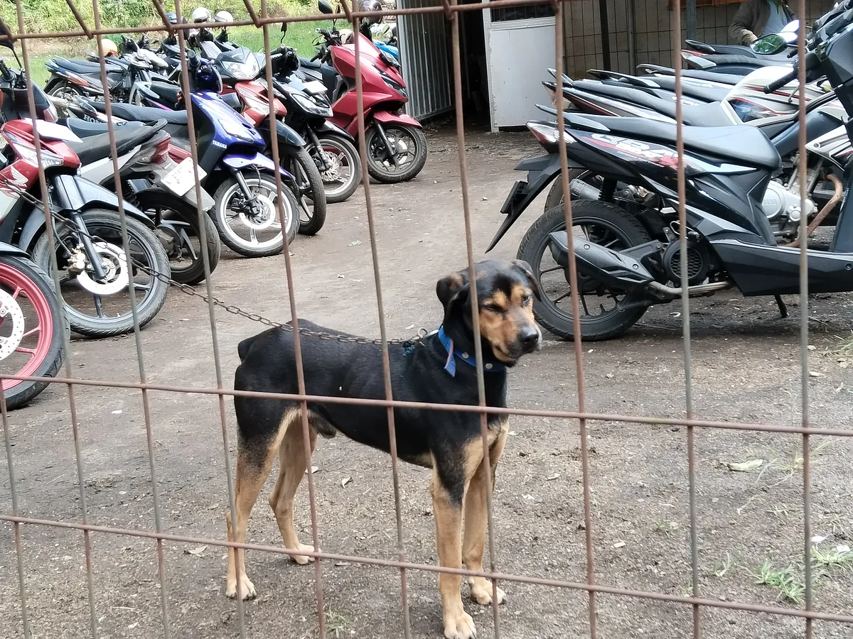 Black and Tan Coonhound