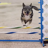 Swedish Vallhund, picture 9 of 10