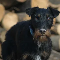 Jagdterrier, picture 5 of 10