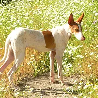 Ibizan Hound, picture 2 of 9