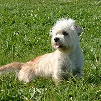 Dandie Dinmont Terrier