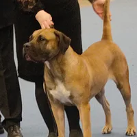 Perro de Presa Canario, picture 7 of 9
