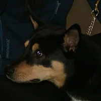 Lapponian Herder, picture 10 of 10