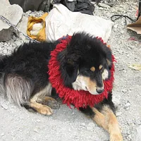 Tibetan Mastiff, picture 7 of 10
