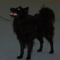 Croatian Sheepdog, picture 8 of 9