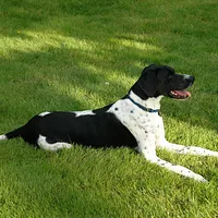 Pointer, picture 2 of 8