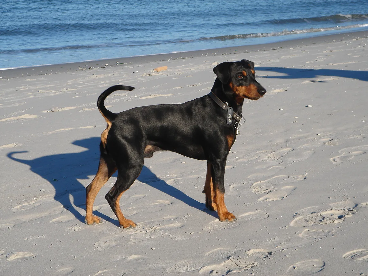 German Pinscher dog, photographed by No machine-readable author provided. Stesi-cliff assumed (based on copyright claims).