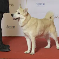 Norwegian Buhund