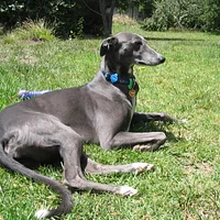 Greyhound, picture 3 of 8