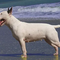 Miniature Bull Terrier, picture 1 of 9
