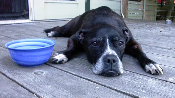 A Staffordshire Bull Terrier