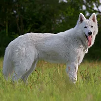 German Shepherd Dog, picture 3 of 10