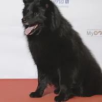 Swedish Lapphund