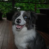 Collie