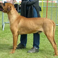 Tosa